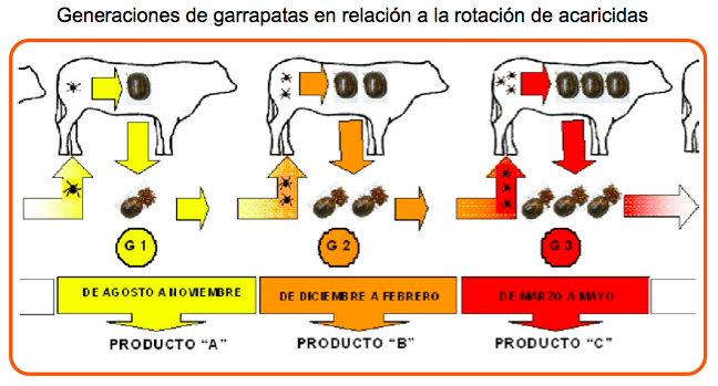 garrapata esquema