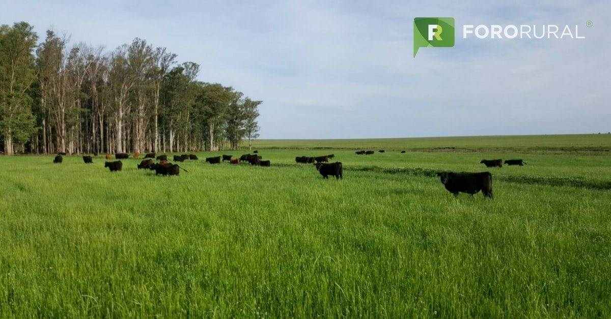 Argentina: cómo evitar errores en los contratos para producir en ganadería  - ForoRural