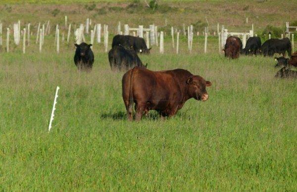 toros-bayucua-angus-fororural