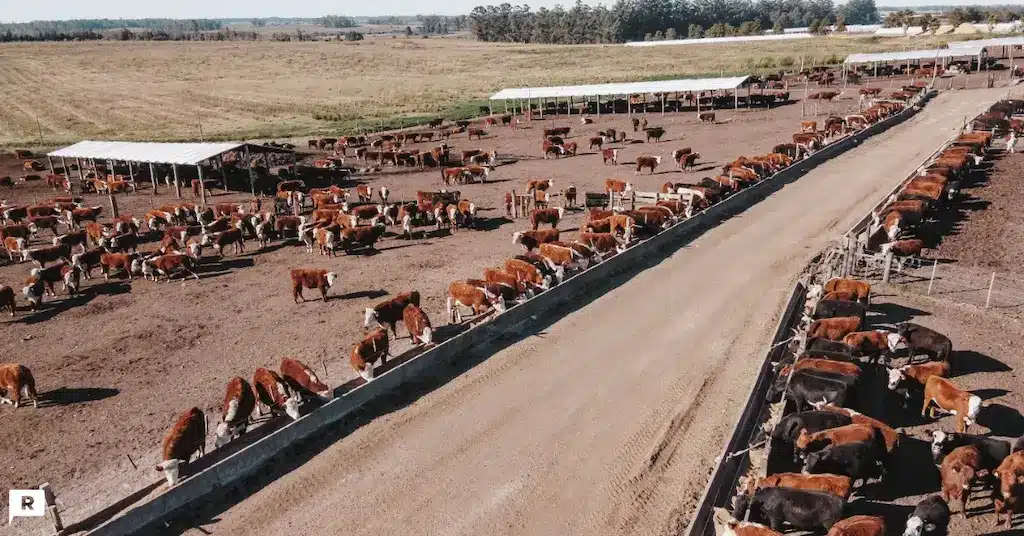 engorde de vacas con sistema de feed lot 