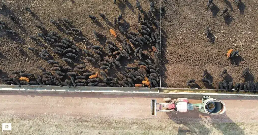 vista aerea feedlot bovino