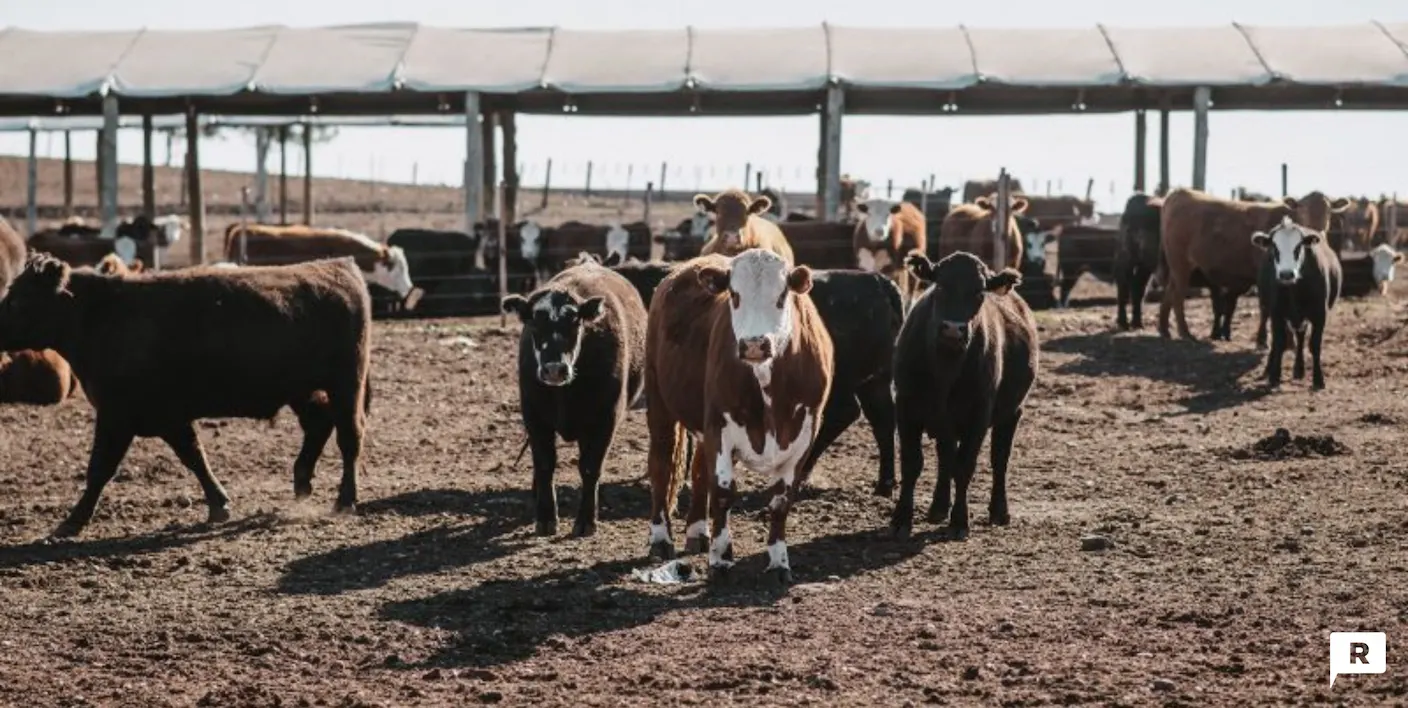 estres calorico en feedlot